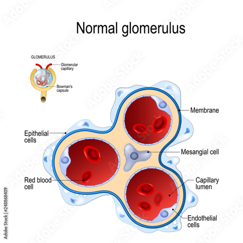 glomerulus. part of kidney photo