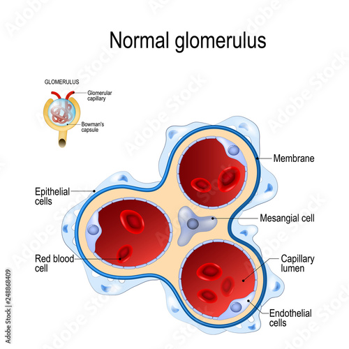 glomerulus. part of kidney