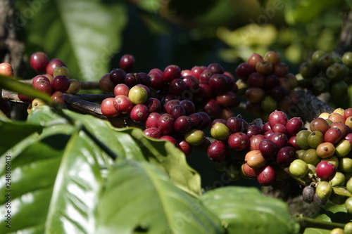 colorful coffee berries 