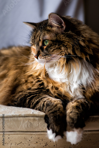 Obraz na płótnie One maine coon calico cat resting on chair indoors inside house looking through