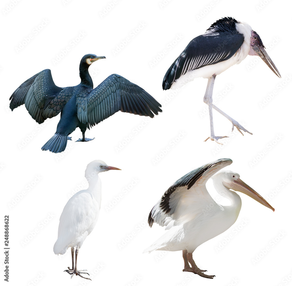 Fotografie four birds set isolated on white