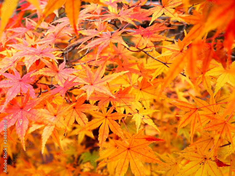 紅葉 紅葉