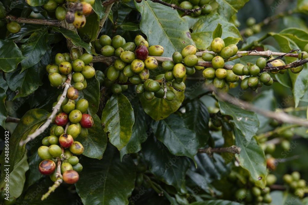 colorful coffee berries