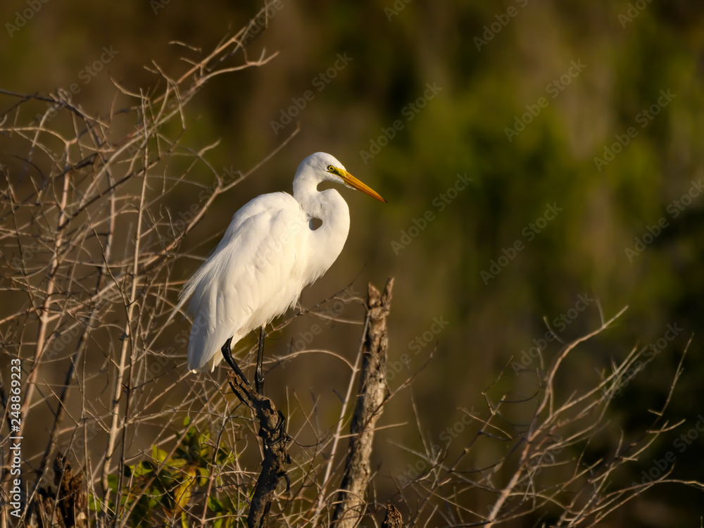 Great Egret in Early Morning Light Great Egret in Early Morning Light
