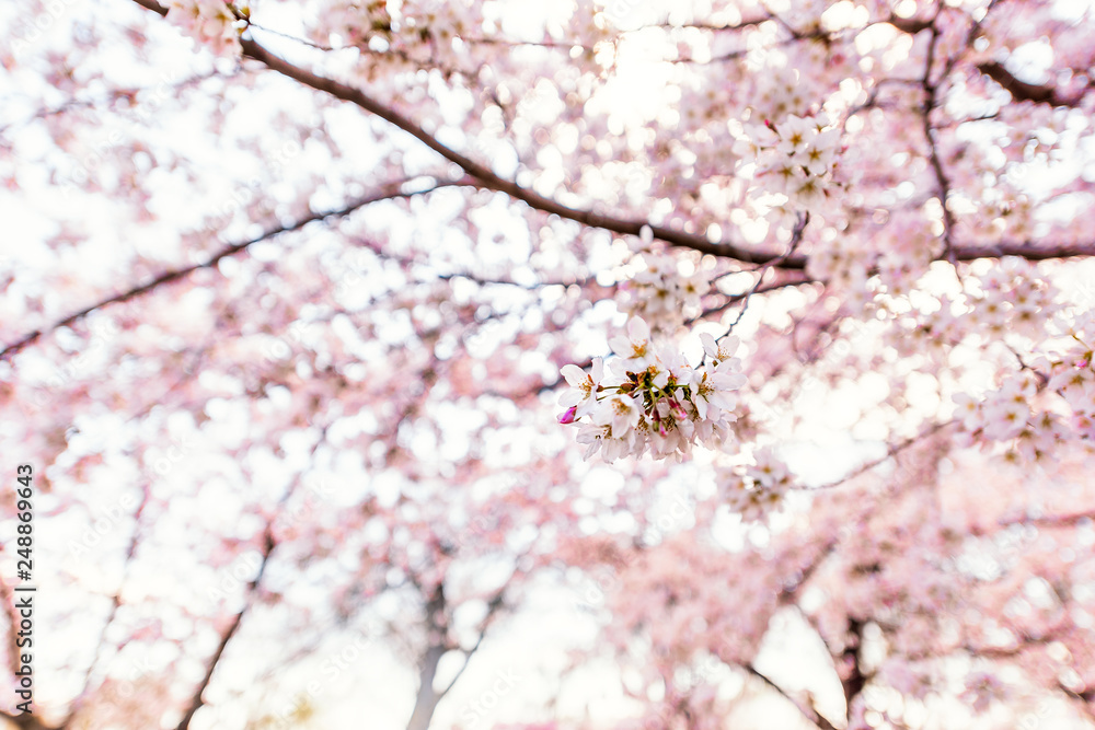 Pink cherry blossom sakura trees isolated against white sky perspective with flower petals in spring springtime Washington DC or Japan branches blurry background Pink cherry blossom sakura trees isolated against white sky perspective with flower petals in spring springtime Washington DC or Japan branches blurry background