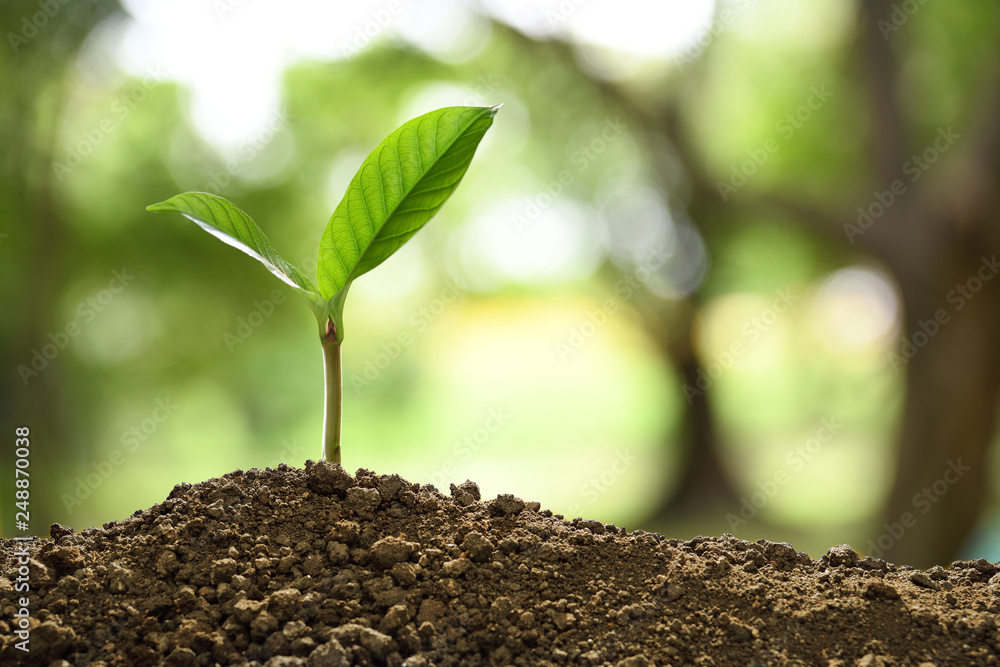 Green sprout growing out from soil on nature background Green sprout growing out from soil on nature background