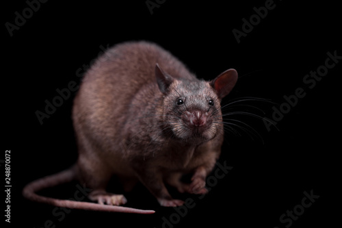 Gambian pouched rat, 3 years old, on black
