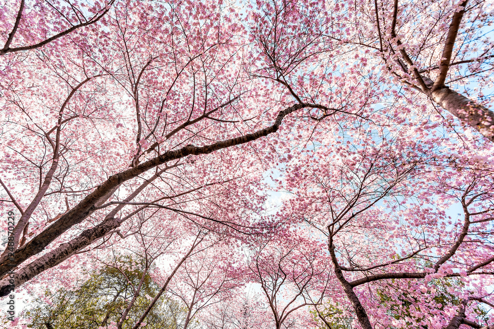 Looking up at cherry blossom sakura trees against sky perspective with pink flower petals in spring, springtime Washington DC or Japan, green branches background Looking up at cherry blossom sakura trees against sky perspective with pink flower petals in spring, springtime Washington DC or Japan, green branches background