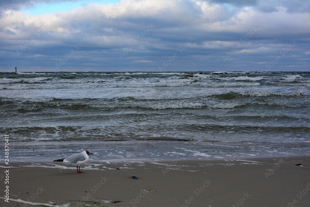 Eine Möwe steht am Strand vor der tosenden Ostsee