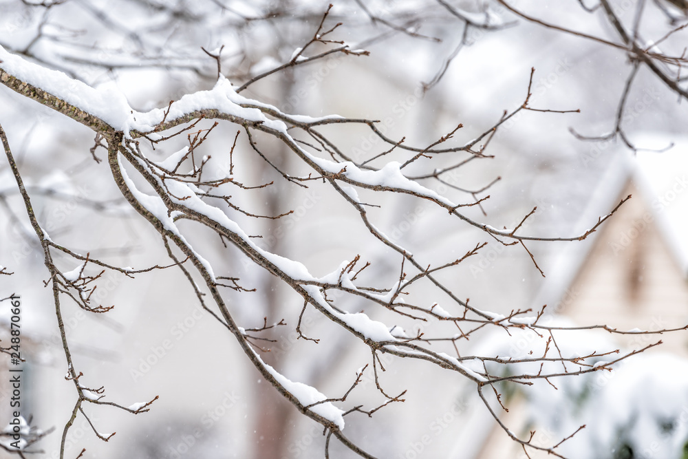 Closeup of snowing weather snowstorm on oak tree branch covered in snow in backyard or front yard with houses background bokeh in Fairfax, Virginia Closeup of snowing weather snowstorm on oak tree branch covered in snow in backyard or front yard with houses background bokeh in Fairfax, Virginia