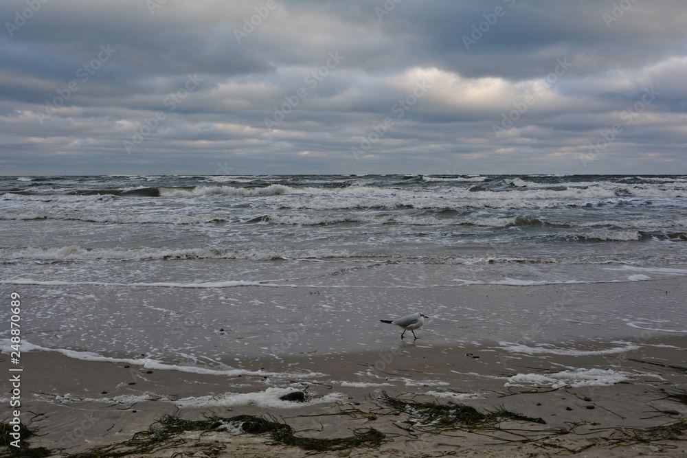 Seemöwe vor einer Welle an der Ostsee an einem stürmischen Tag Seemöwe vor einer Welle an der Ostsee an einem stürmischen Tag