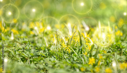 field with yellow small flowers in grass