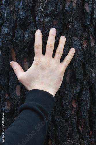 Man hand on calcined tre bark after a forest fire photo