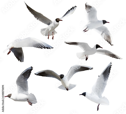 cutout seven flying black-headed gulls