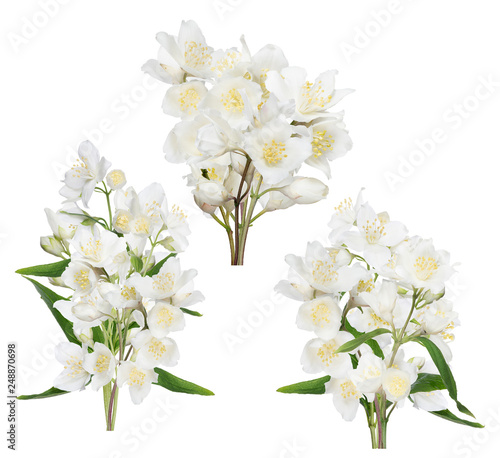 isolated beautiful spring jasmine three bunches