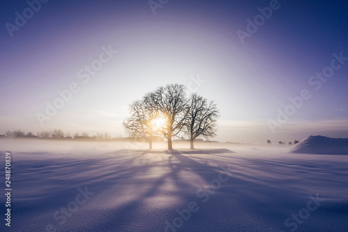 Beautiful and superb sunrise view of a tree or trees standing alone in a winter landscape. Purple colors of sunrise or sunset, winter snow meadow with silhouette of isolated tree. Sun peaking through.