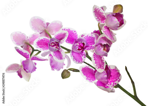three petals pink orchid flowers lush branch