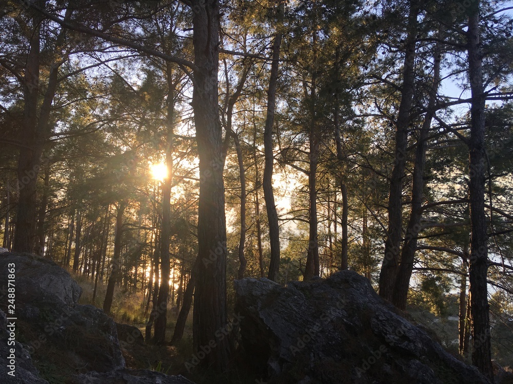 Obraz premium sunset in the forest