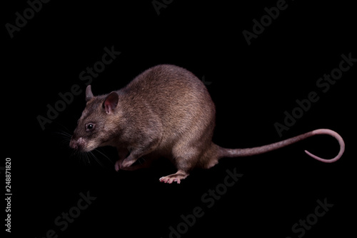 Gambian pouched rat, 3 years old, on black photo