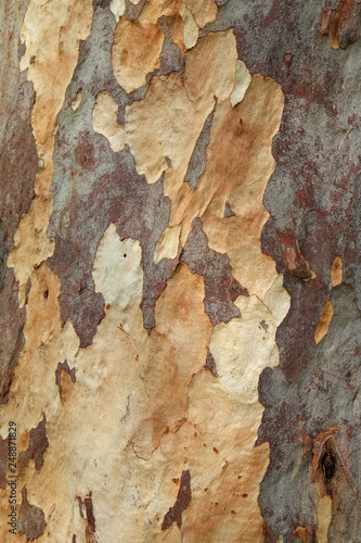 wood texture background closeup