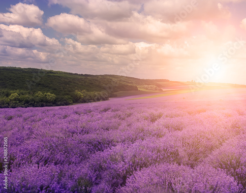 Hilly lavender fields. Lush lavender bloom.