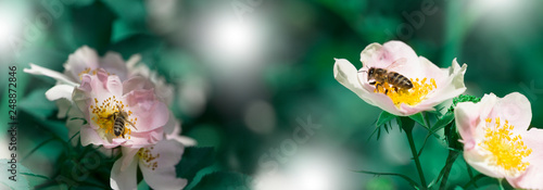 Bee on a flower. Honeybee collecting pollen at a pink flower blossom