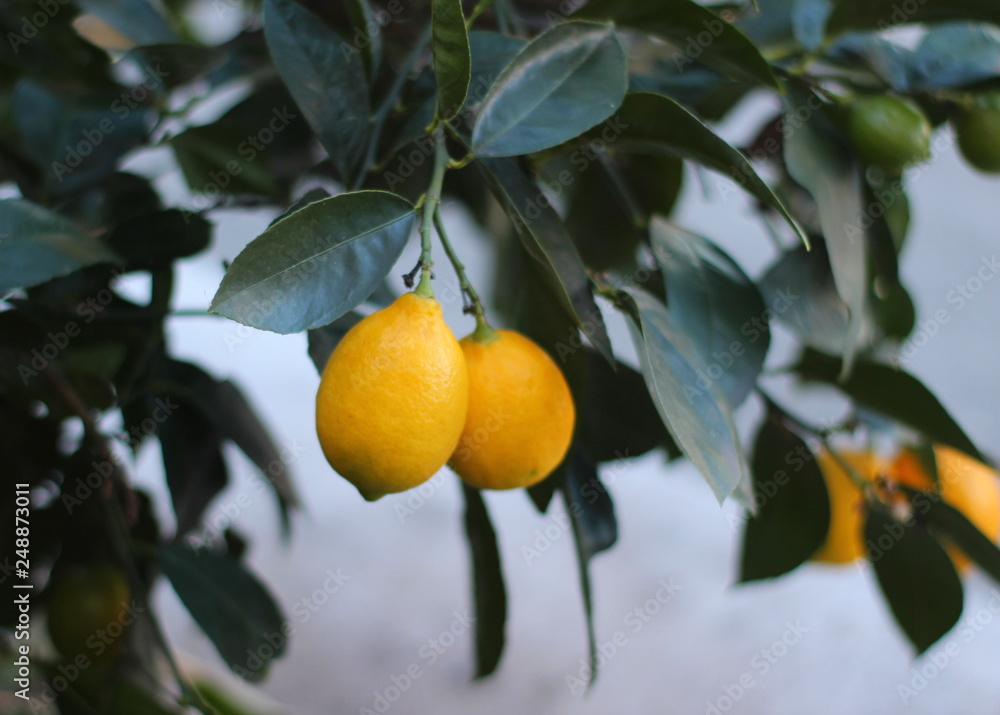 ripe lemons on tree ripe lemons on tree