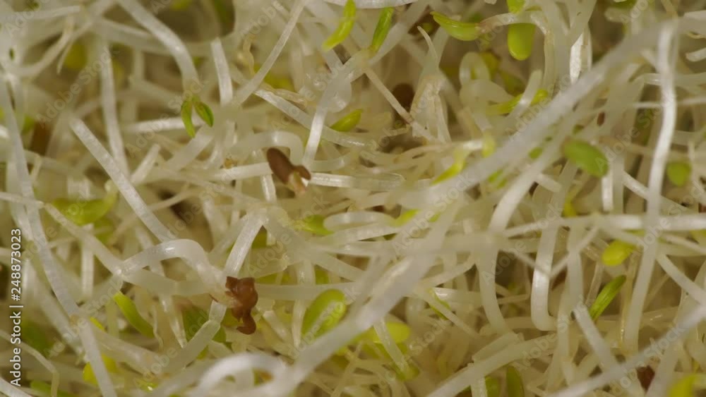 Close up of fresh raw alfalfa lucerne sprouts. Natural food background. Top view. Healthy diet superfood and clean very nutritious eating concept Close up of fresh raw alfalfa lucerne sprouts. Natural food background. Top view. Healthy diet superfood and clean very nutritious eating concept