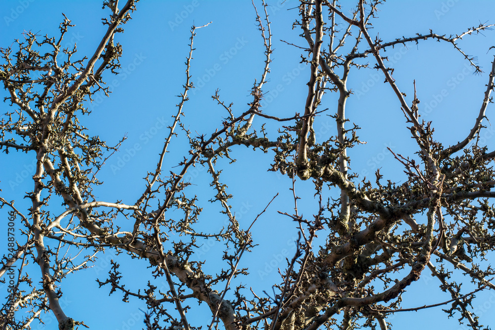 Obraz premium Bare branches on the blue sky in the autumn