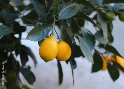 ripe lemons on tree