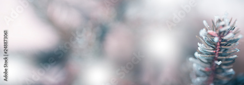 Beautiful natural winter background. pine tree branches covered with snow.