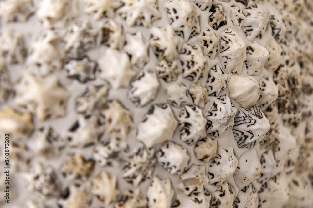 Fototapeta premium .seashell background. Blurred focus