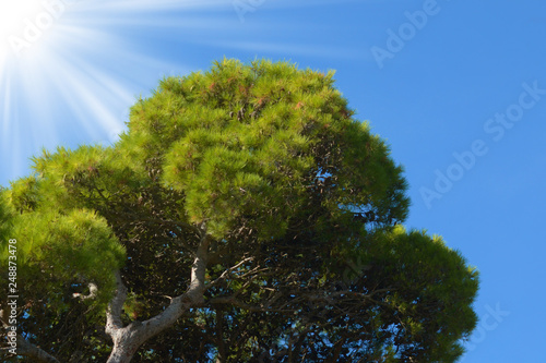 Frond of a pine tree