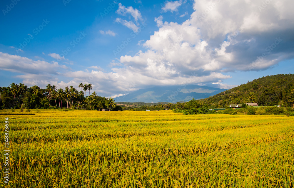 Golden rice in Thailand