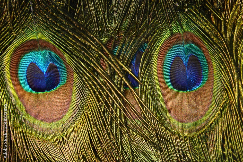 Fototapeta premium colorful peafowl bird portrait and detail
