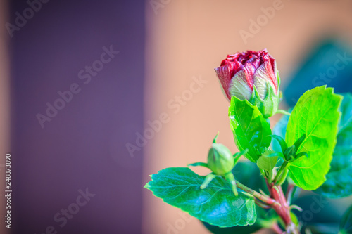 Young Hibiscus Rosa-Sinensis 'Ritzy' also known as Chinese hibiscus, China rose, Hawaiian hibiscus and shoeblackplant. Beautiful single Chinese hibiscus' red, budding flower on blurred background. photo