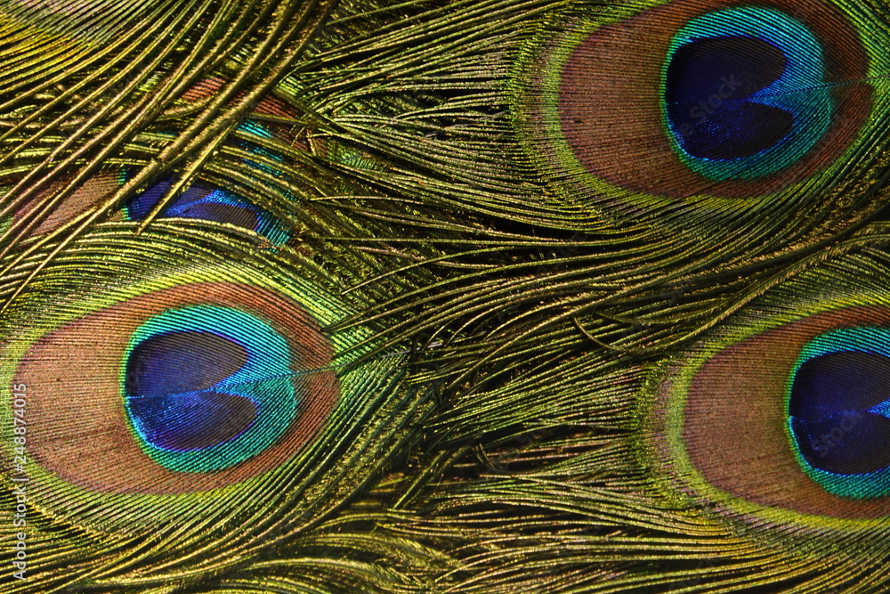 Fototapeta premium colorful peafowl bird portrait and detail