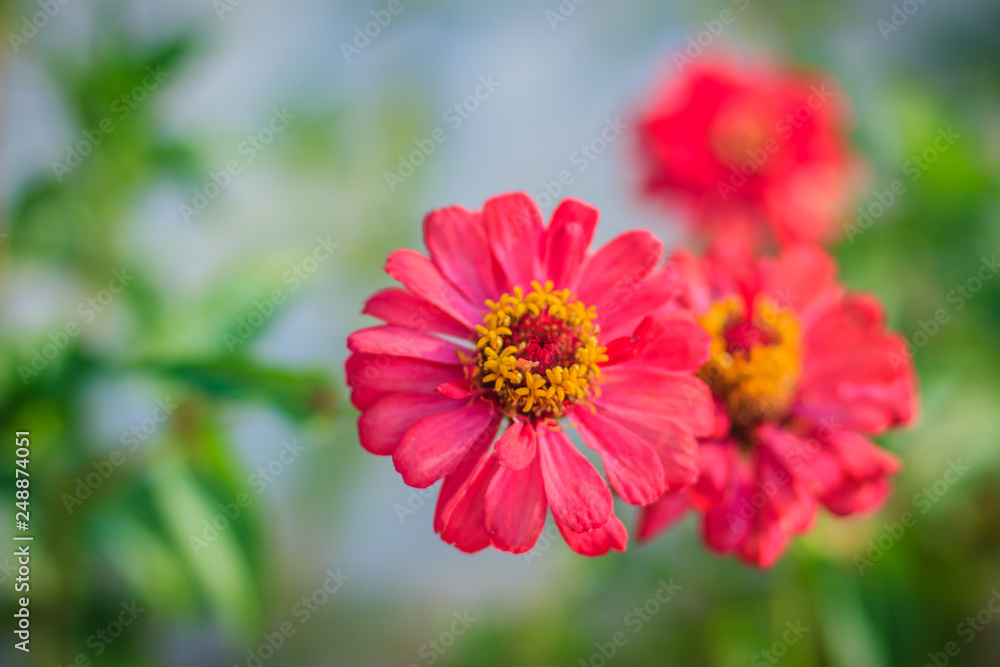 Beautiful Red pink Zinnia flower top view in summer garden (Zinnia violacea Cav.) on sunny day. Beautiful Red pink Zinnia flower top view in summer garden (Zinnia violacea Cav.) on sunny day.