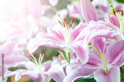 Tableau sur toile close up pink lillies in the garden