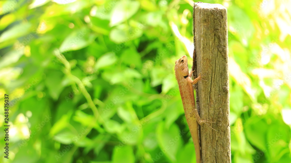 Dragon lizards on a green background Dragon lizards on a green background
