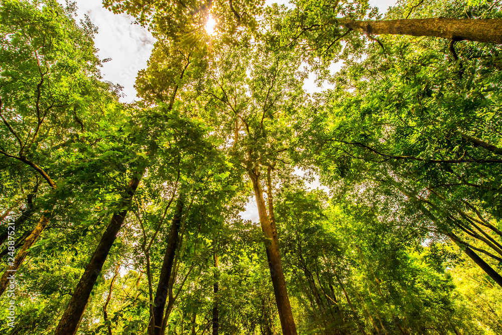 Fototapeta premium Shade of trees.7