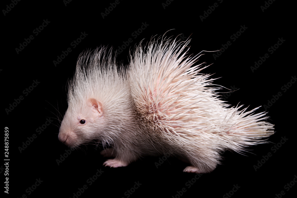 Albino indian crested Porcupine baby on black backgrond Albino indian crested Porcupine baby on black backgrond