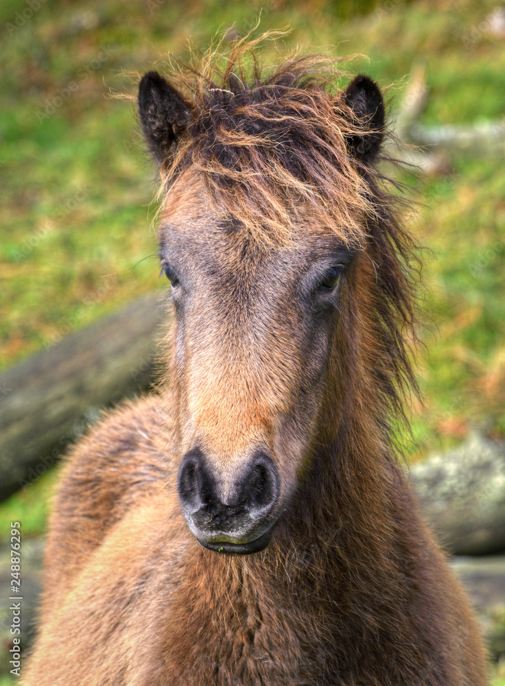 Fototapeta premium A small colt of the wild horse native to the Galician mountains