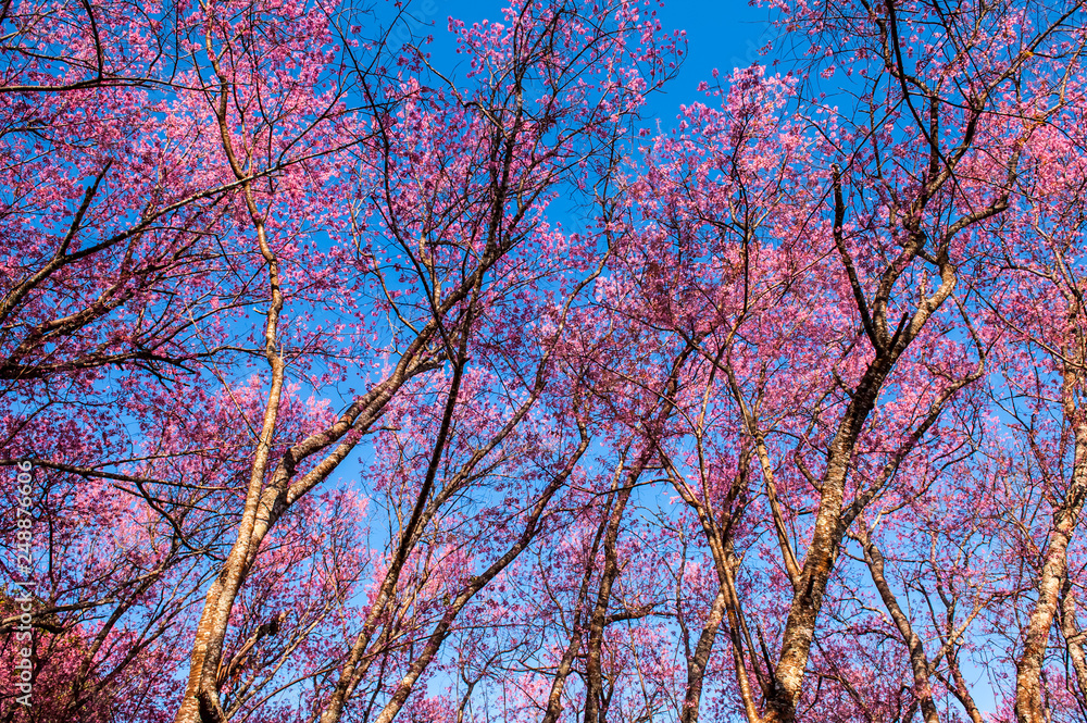 Sakura trees in Thailand Sakura trees in Thailand