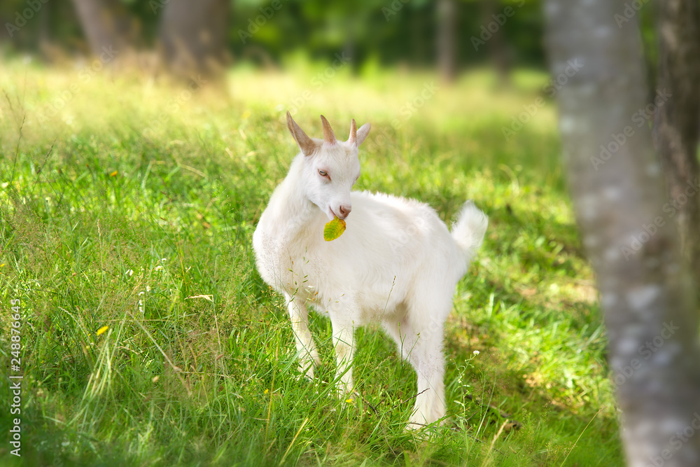 Beautiful cute goat kid on green spring grass Beautiful cute goat kid on green spring grass
