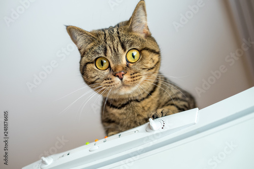 Cat with big eyes sitting on the fridge