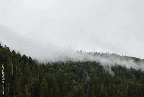 A fog over a pine forest