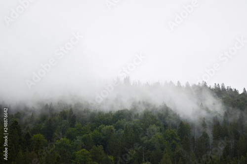 A fog over a pine forest