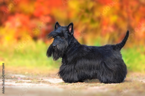 Vászonkép Scottish Terrier portrait in fall landscape