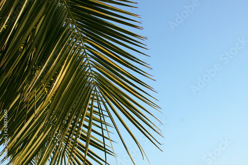Palm branches close up against the sky © Элис